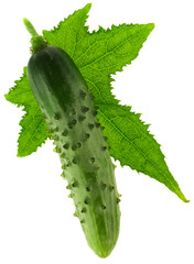 Green cucumber with leaf and flower