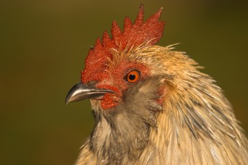 cock portrait