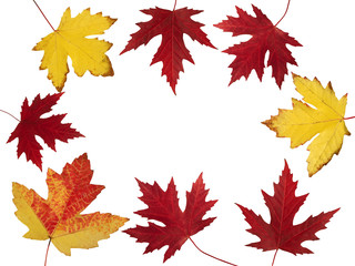 This is maple leaves position in a cercle