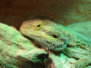 Kopf einers schuppigen und drachenartigen Reptils