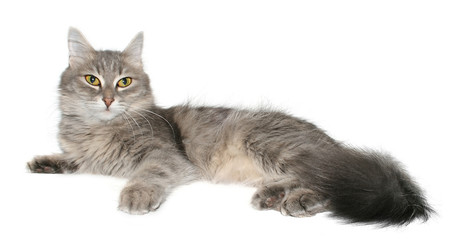 Grey cat on a white background.