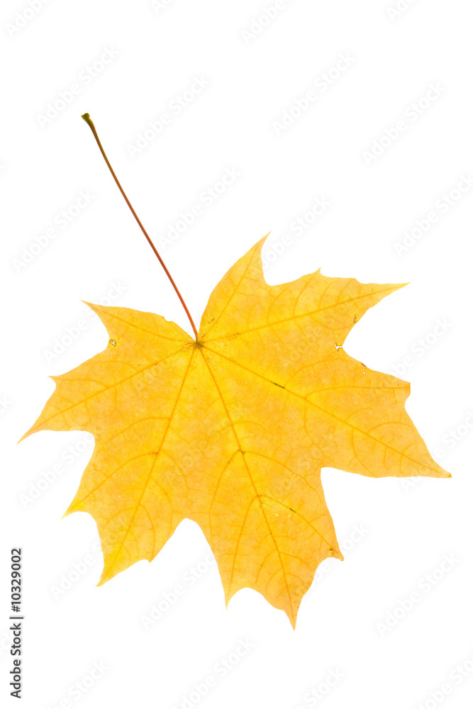 Wall mural autumn maple leaf isolated on white background