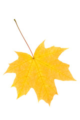 Autumn maple leaf isolated on white background