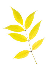 Autumn ash leaf isolated on white background