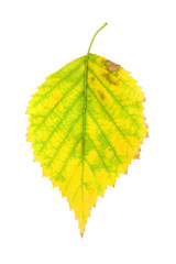 Autumn birch leaf isolated on white background