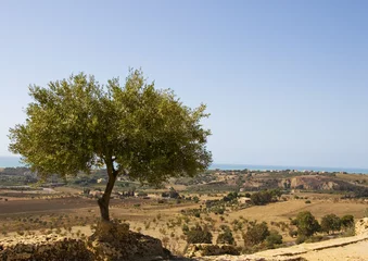 Fotobehang Olijfboom olijfboom