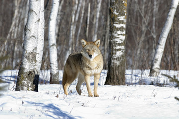 Coyote in winter fur coat. Northern Minnesota