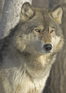 Gray wolf portrait. Photographed in Northern Minnesota