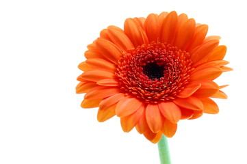 gerbera daisy flower isolated on white background