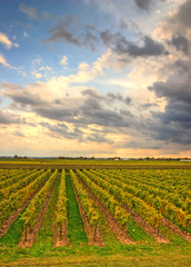 Vineyard in the evening with cloudy sky