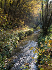 Ruisseau dans la foret à l'automne