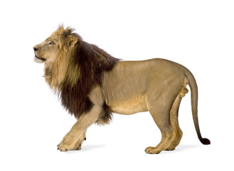 Naklejka premium lion in front of a white background