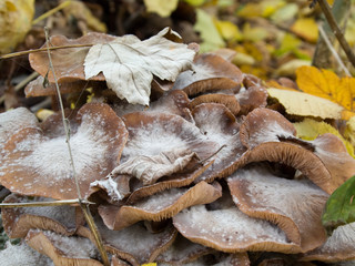 Gros plan de champignons d'automne