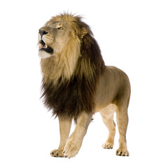 lion in front of a white background