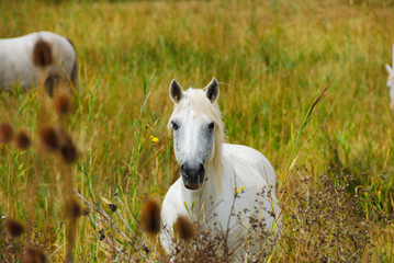 Le camarguais curieux