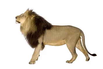 Papier Peint photo autocollant Lion lion devant un fond blanc