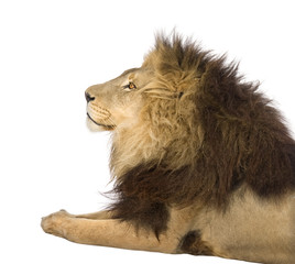 lion in front of a white background