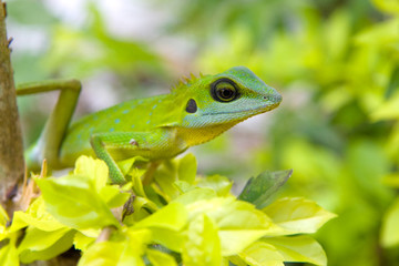green lizard on a tree
