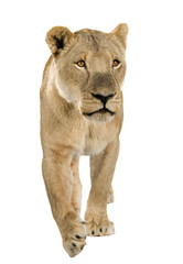 lioness in front of a white background