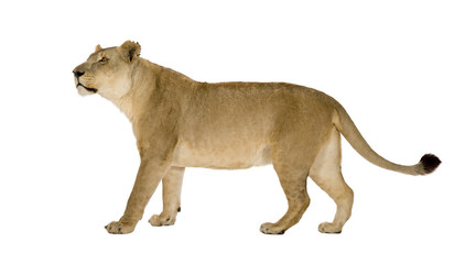 Obraz na płótnie Canvas lion in front of a white background