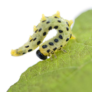 sawflies caterpillar - Arge rosae in front of a white background