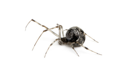 Common house spider in front of a white background