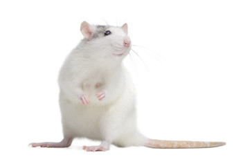 Rat in front of a white background