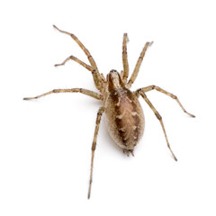 Barn funnel weaver spider in front of a white background