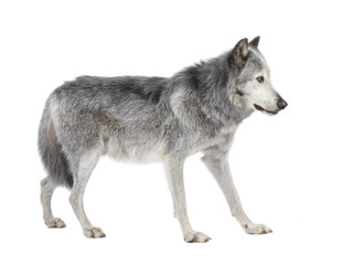 Mackenzie Valley Wolf (8 years) in front of a white background