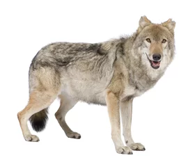 Photo sur Plexiglas Loup vieux loup européen devant un fond blanc