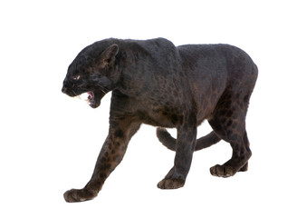 Fototapeta premium panther in front of a white background