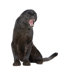 Fototapeta premium Black Leopard (6 years) in front of a white background