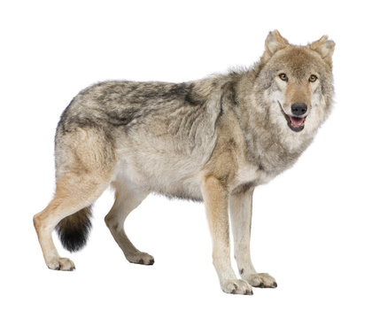 old European wolf in front of a white background