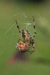 Spinne und Marienkäfer