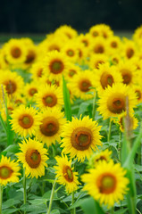 Obraz premium Field of sunflowers