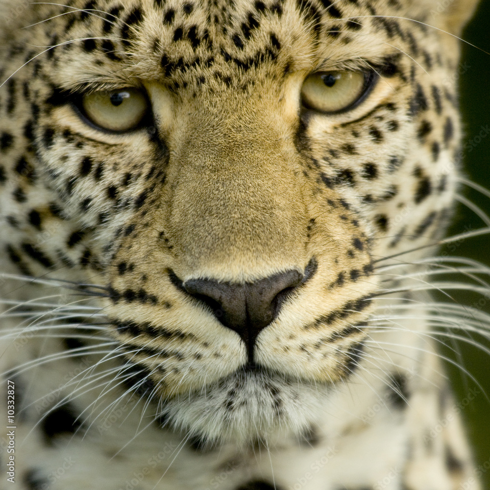 Wall mural Leopard in the serengeti national reserve