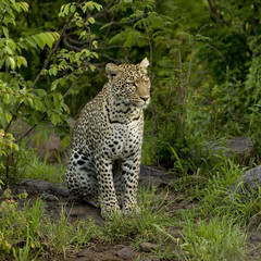 Naklejka na ściany i meble Leopard in the serengeti national reserve
