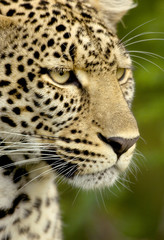 Fototapeta na wymiar Leopard in the serengeti national reserve