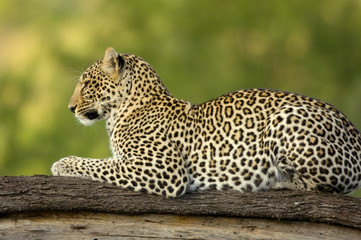 Obraz premium Leopard in the serengeti national reserve