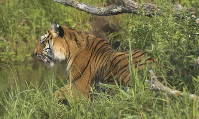 Fototapeta na wymiar Tiger hunting at waters edge