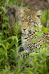 Fototapeta na wymiar Leopard in the serengeti national reserve
