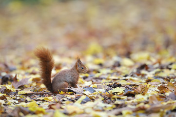 Red squirrel écureuil roux
