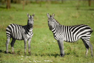 Fototapeta na wymiar two zebras in the Serengeti