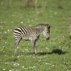 Fototapeta na wymiar young zebra in the Serengeti
