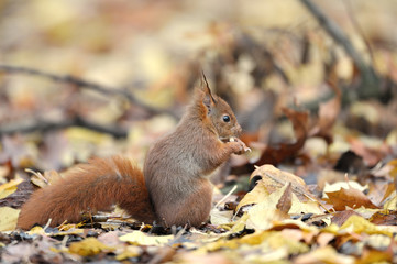 Red squirrel