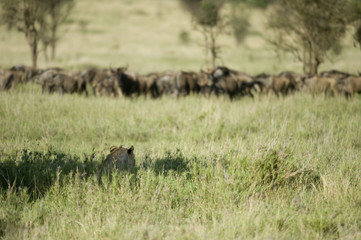 Obraz na płótnie Canvas a lion is hidding for a herd of wildebeest