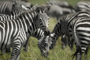 Fototapeta na wymiar Stado zebr w Serengeti