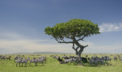 herd of zebra in the Serengeti - obrazy, fototapety, plakaty
