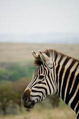 Naklejka premium zebra in africa