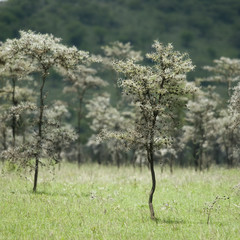 whistling thorn - Acacia dreparalobium in the serengeti